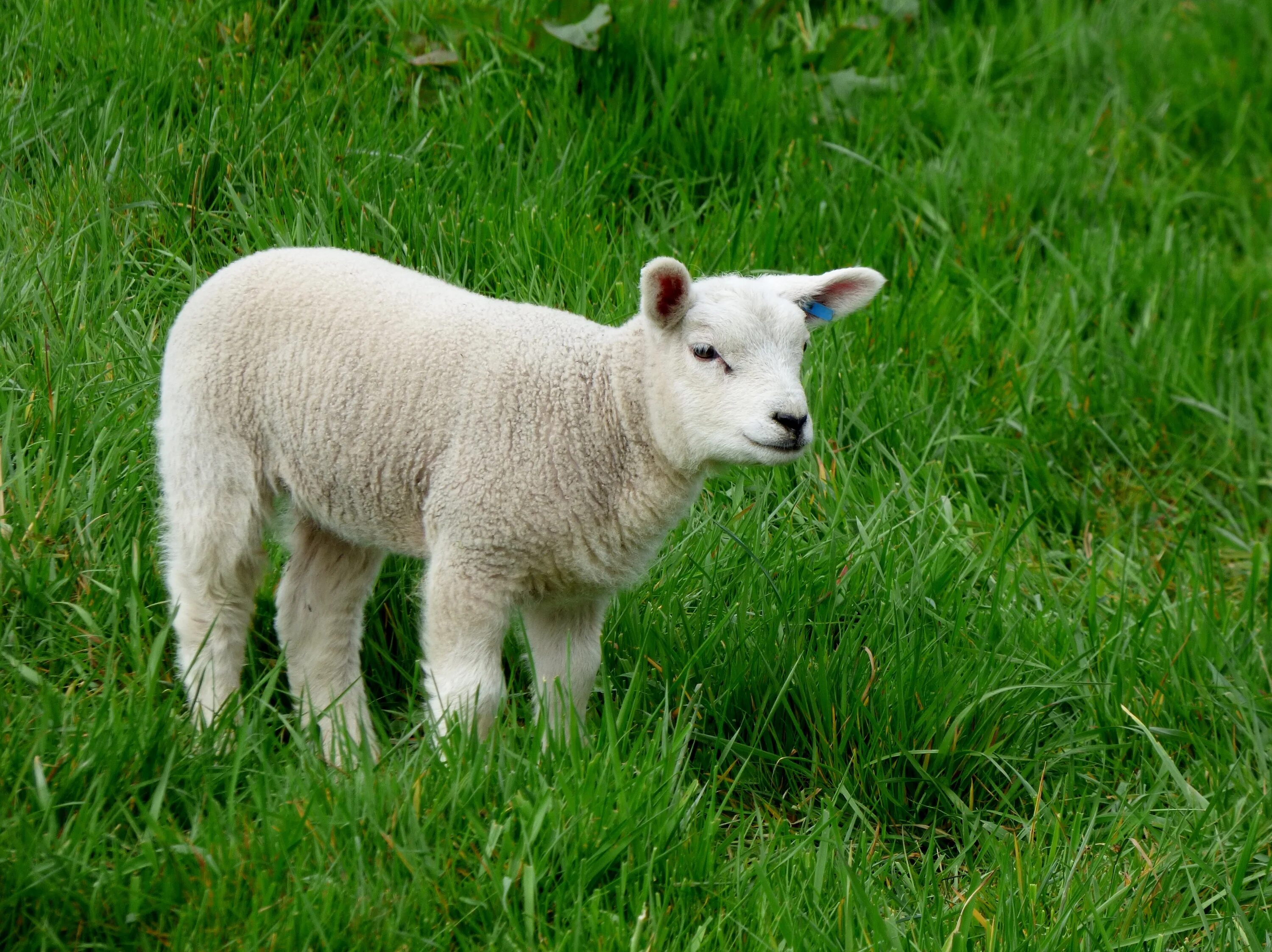 Овечка Lamb. Красивая овца. Белый ягненок. Белая Овечка.