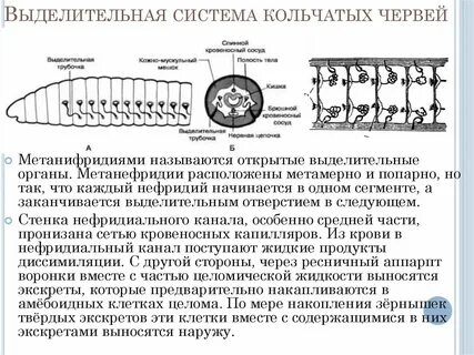 Выделительная система кольчатых червей представлена