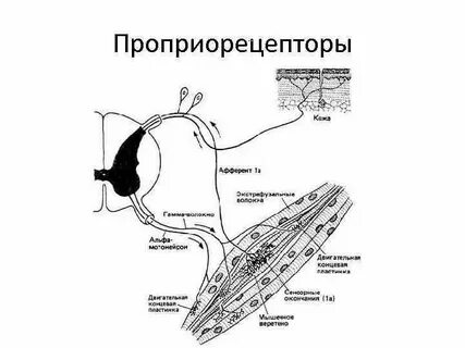 Двигательный рецептор