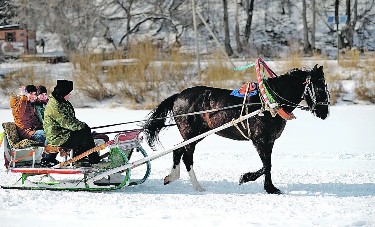 Несколько саней