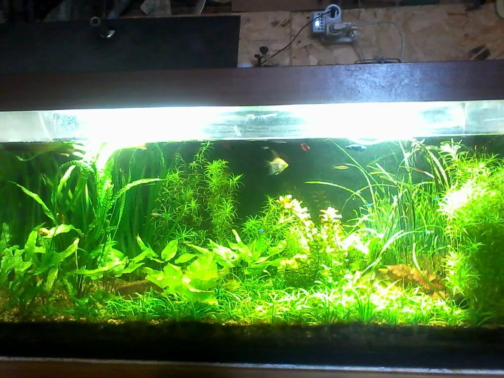 аквариумная земля. планета земля в аквариуме. аквариумная земля. аквариум на земле. аквариумная земля.