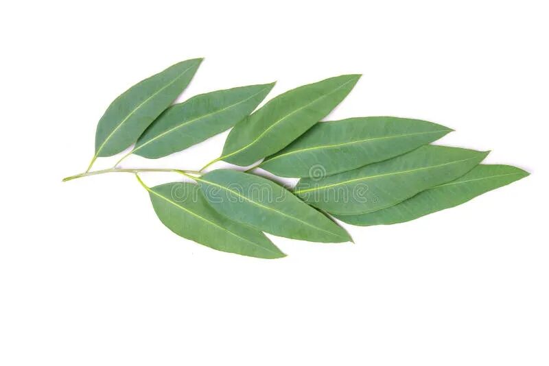 Лист эвкалипта текстура. Листок эвкалипта. Gum leaves. Эвкалипт лист. Листья эвкалипта на белом фоне.