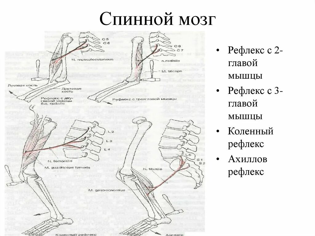 Рефлексы мышц. Коленный и Ахиллов рефлексы. Ахиллов рефлекс это спинной мозг. Ахиллов рефлекс мышца. Спинальные рефлексы ахиллова.