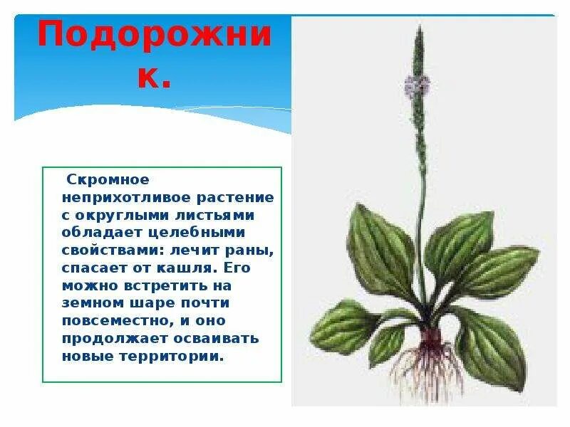 Подорожник сообщение 2 класс. Растения путешественники. растения путешественники презентация. сообщение о растениях путешественниках. растения путешественники 2 класс.