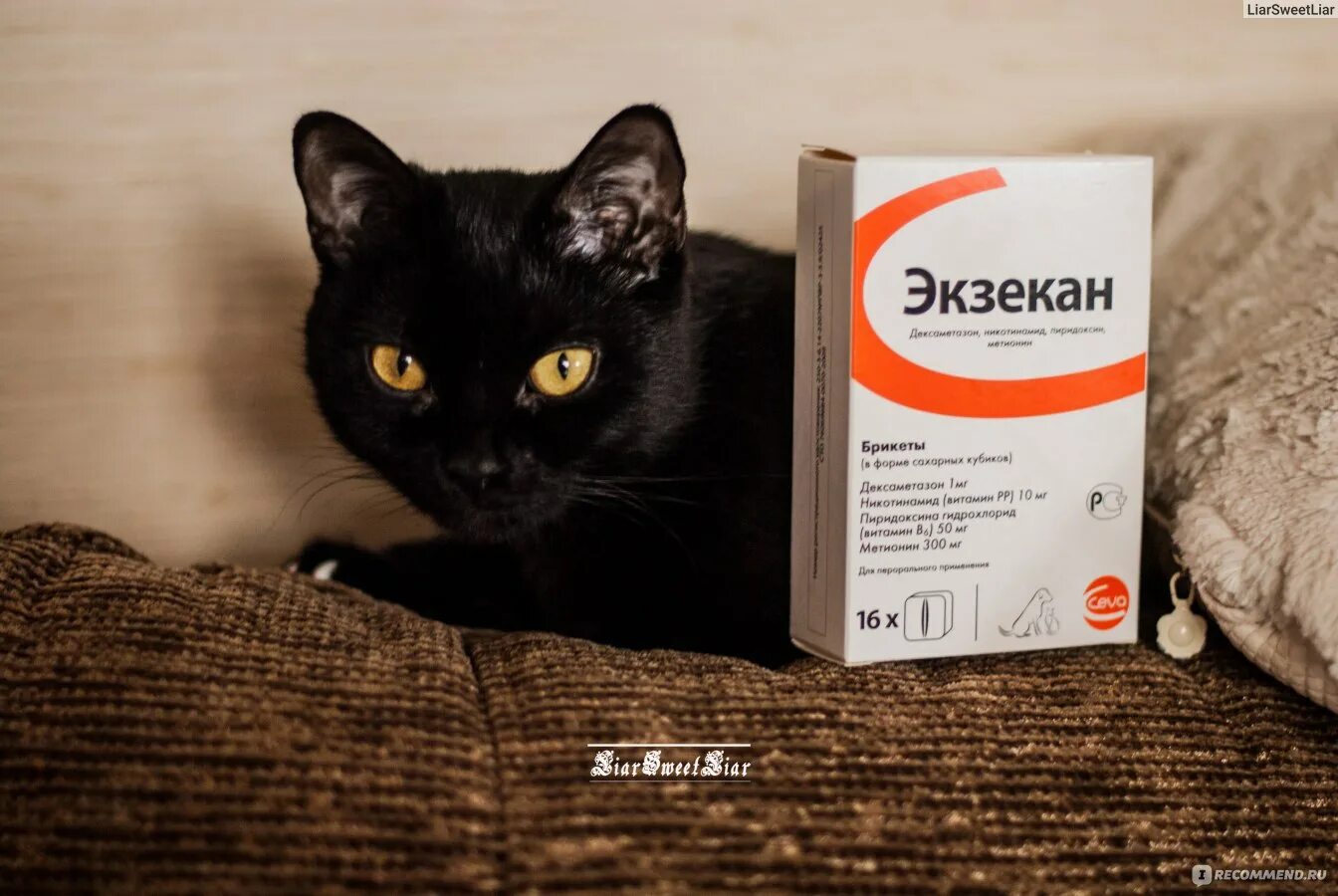 Как избавиться от аллергии на кошек навсегда. Препараты от аллергии для кошек. таблетки от аллергии на кошек. антиаллергенные препараты для кошек. таблетки от дерматита у кошек.