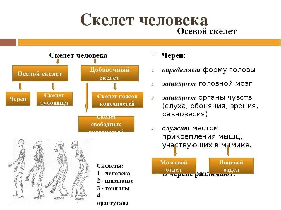 Осевой и добавочный скелет таблица. Кости добавочного скелета таблица. Осевой и добавочный скелет человека. Отделы осевого скелета человека.