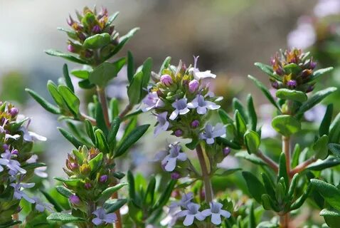 Thymus vulgaris