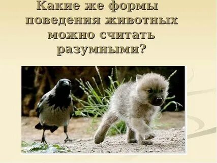 Разумное поведение
