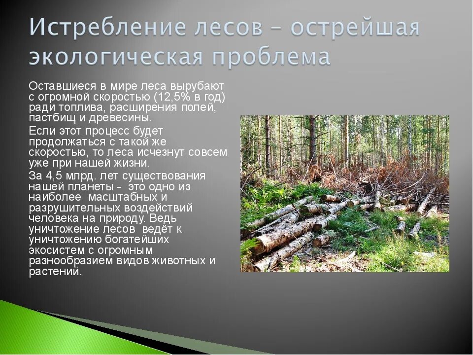 Лесные проблемы россии. Проблема вырубки леса. Экологические проблемы леса. Экологические проблемы в лесу. Экология вырубка лесов.