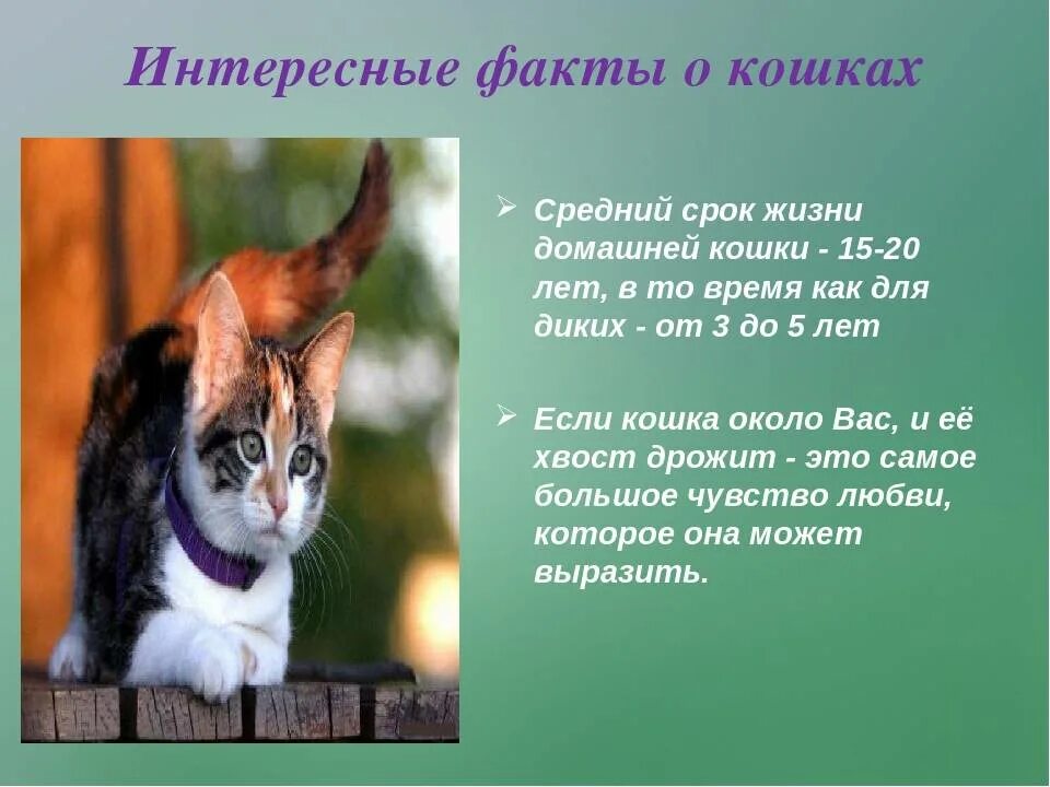 Информация о кошках и собаках. Интересные факты о кошках. интересные факты о кашке. интересные сведения о котах. интересные факты о котах и кошках.