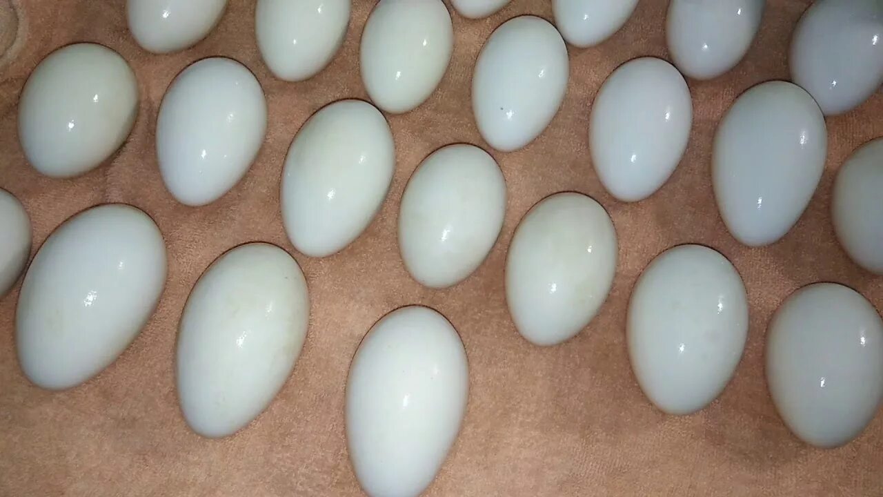 Гусиные яйца для инкубации купить. Яйцо гусиное инкубационное. 24 День инкубации гусиных яиц. Гусиные яйца в инкубаторе. Гусинны яйцо инкубатор.