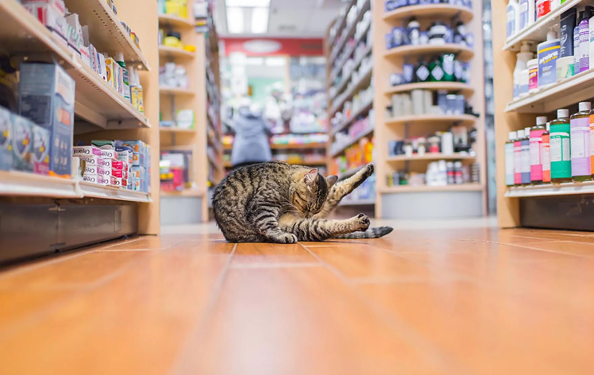 Cat store. Зоомагазин кошки. Коты в магазине. Кошачий магазин. Коты живущие в магазинах.
