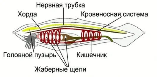 Строение нервной системы хордовых животных. Осевой скелет ланцетника. внутреннее строение хордовых рыб. строение хорды ланцетника. хорда осевой скелет.