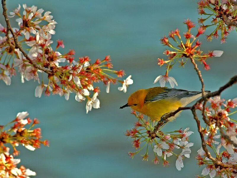 Природа птицы. Весенние птички. Птица на ветке.
