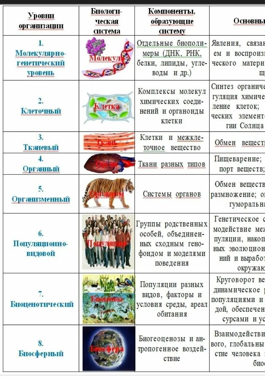 Уровни организации 8 класс