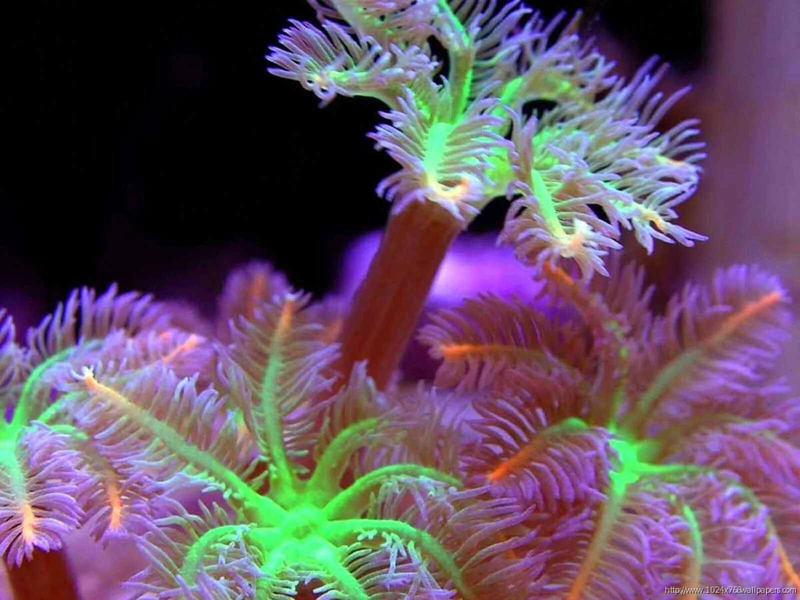 Кораллы биолюминесценция. Коралловые полипы. Кораллы полипы. Подводные растения.