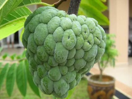 Big fruits
