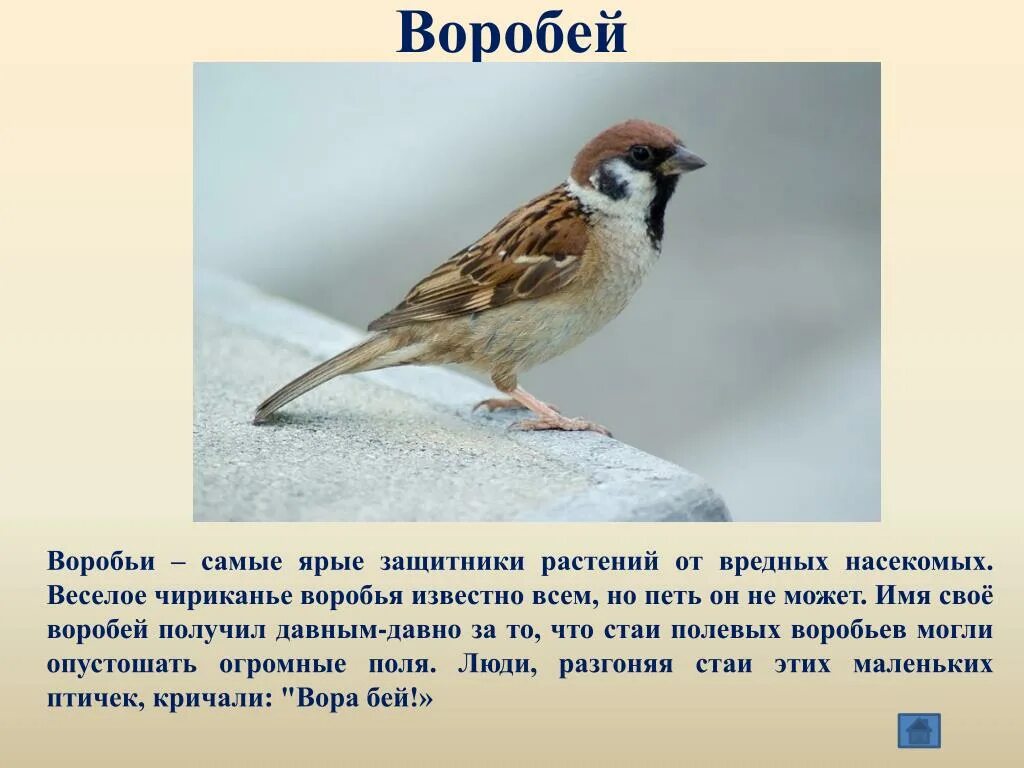 Описание воробья. Доклад про воробья. Рассказ о птице Воробей. Сообщение о Воробье.