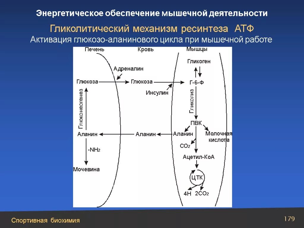 Ресинтез АТФ схема. Механизмы энергообеспечения мышечной деятельности. Гликолический ресинтез АТФ. Энергетическое обеспечение мышечной деятельности.