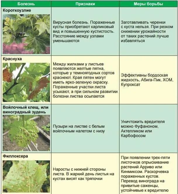 Обработка от тли деревьев после цветения. Болезни и вредители винограда описание с фотографиями. вредители винограда описание с фотографиями. схема обработки винограда. обработка деревьев от вредителей и болезней.