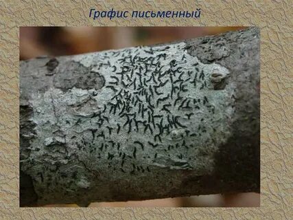 Графис