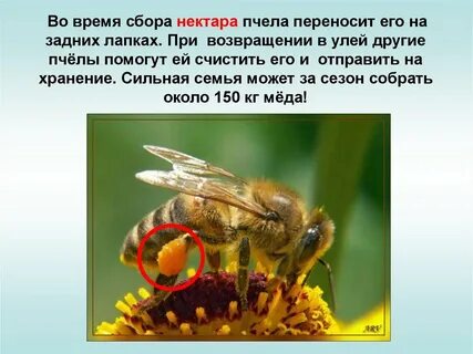 В какое время пчелы