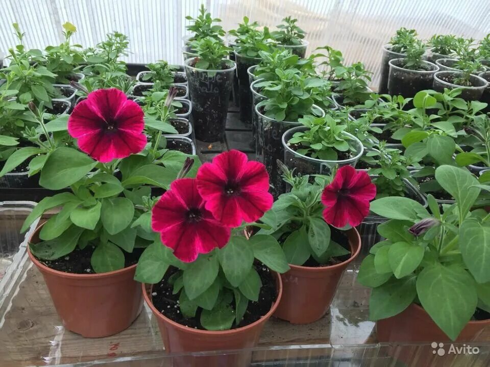 Рассада в мае петуния. Календарь петуний. Петунии в открытый грунт. Благоприятные дни для посева рассады петунии. Петуния origami burgundy.