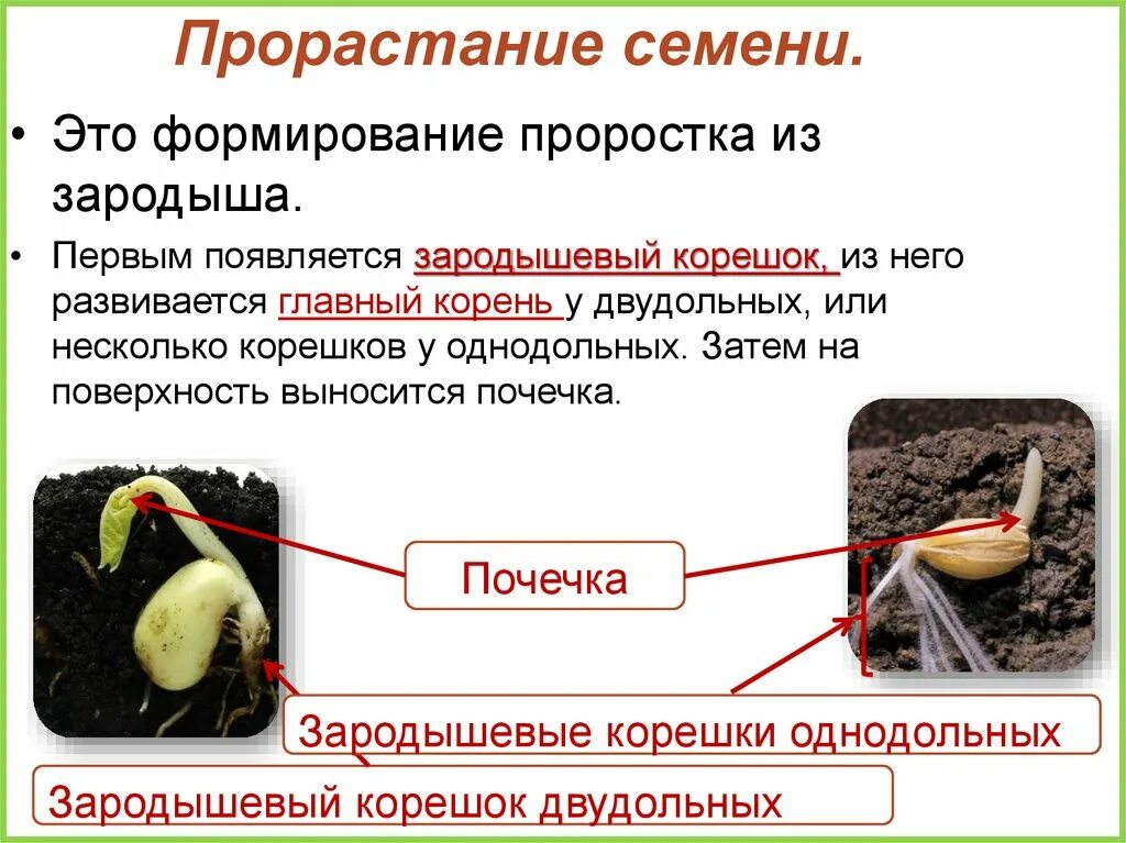 Почему необходим свет для прорастания семян. Из семени при прорастании первым появляется зародышевый корешок. При прорастании семян. Строение и прорастание семени. Типы прорастания семян.