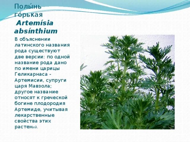 Формула полыни. Абсент туйон. Альфа туйон. Полынь эверса. Полынь горькая корень.