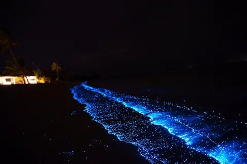 Светящийся морской