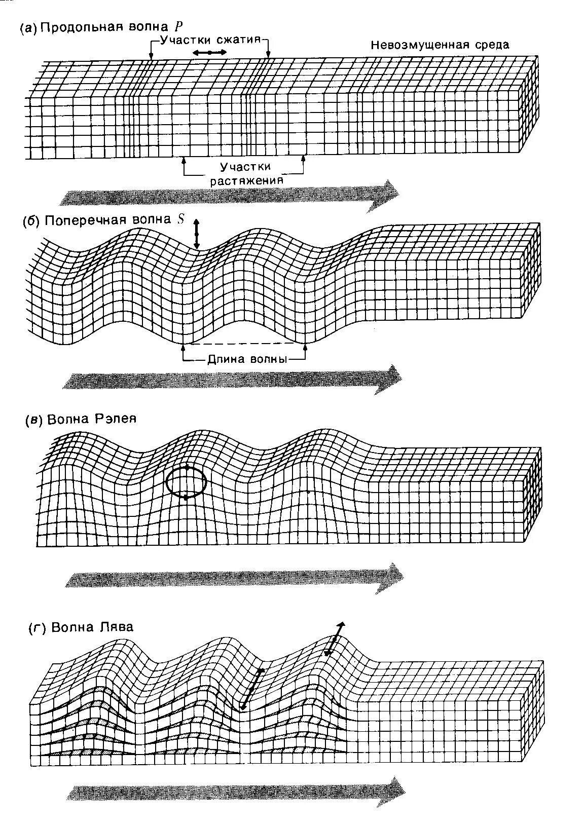 Продольные ультразвуковые волны. Сейсмические волны лява и Рэлея. Продольные поперечные и поверхностные сейсмические волны. Сейсмические волны землетрясения схема. Продольные и поперечные волны сейсмические волны.