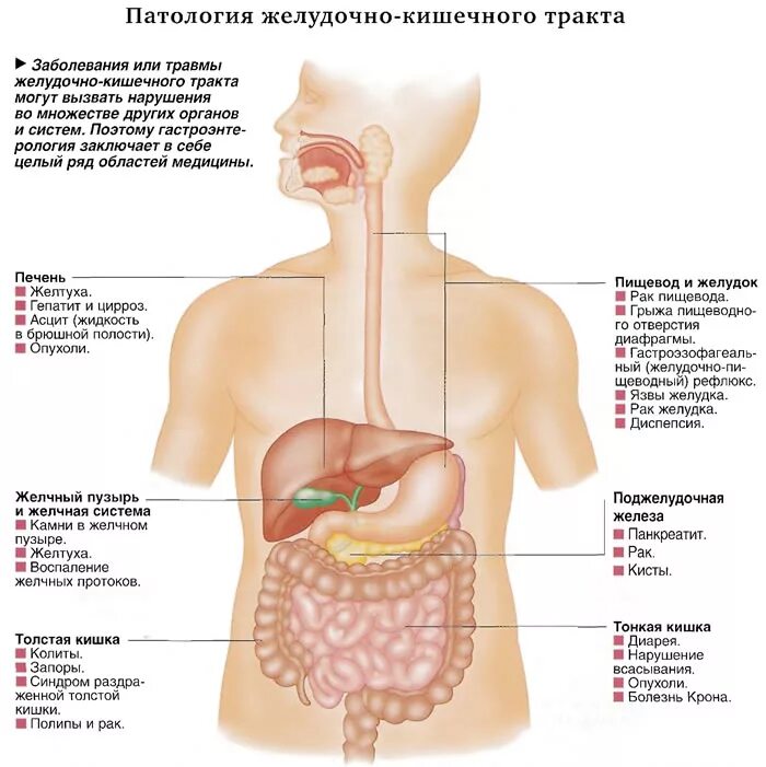 Слабое пищеварение. Пищеварение картинки для детей. Пищеварительная система человека. Пищеварительный тракт анатомия. Органы пищеварения.