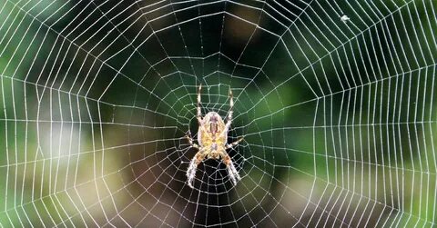 Fabiola Vogel бейне