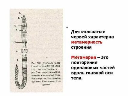 Симметрия характерная для червей