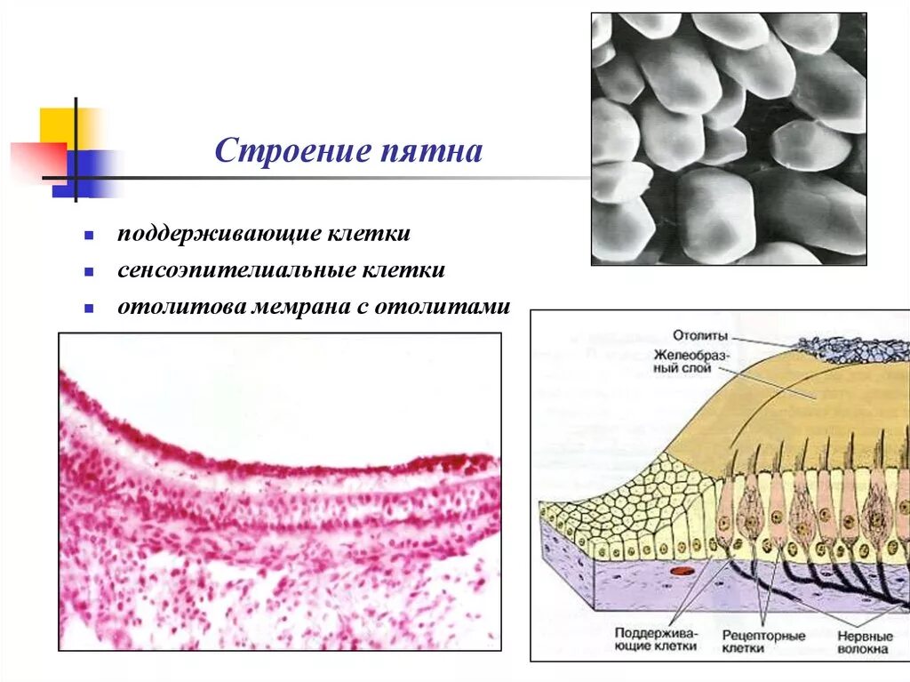 Строение пятен