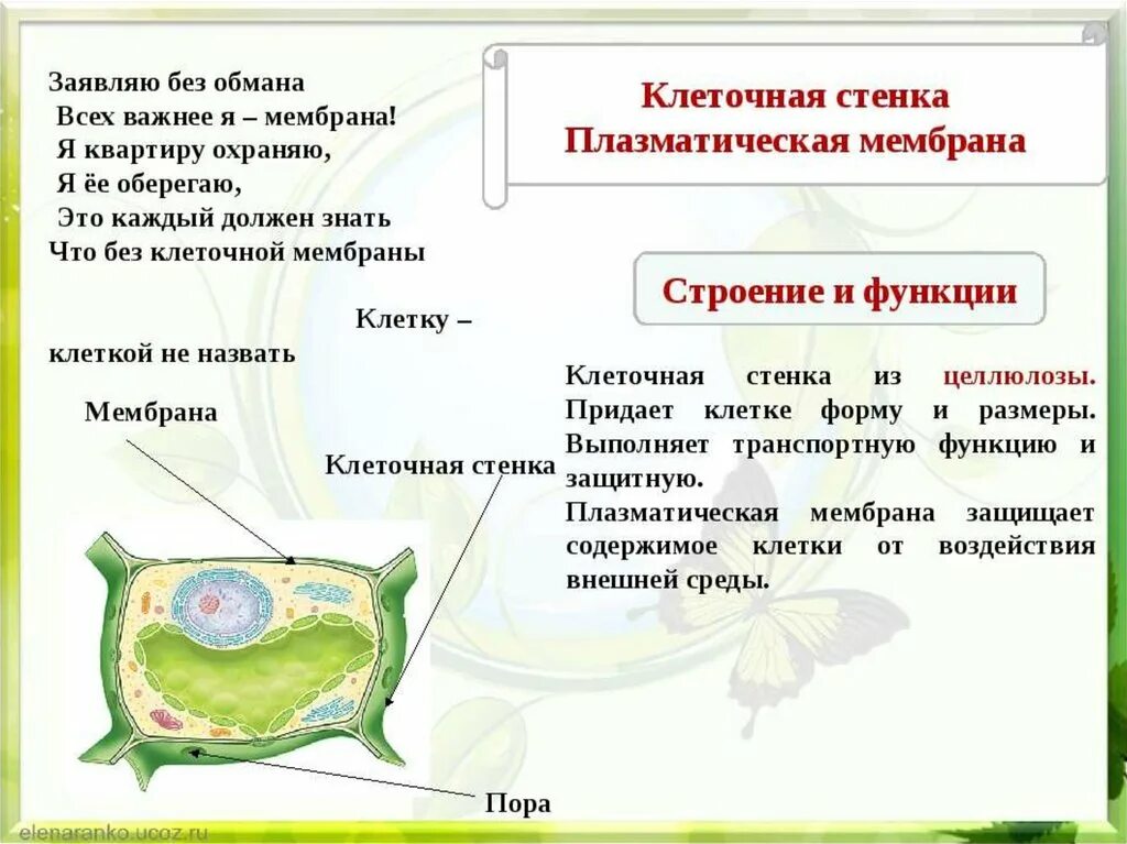 Функции мембраны растительной клетки. Клеточная стенка и клеточная мембрана. Клеточная стенка функции 5 класс биология. Плазматическая мембрана и клеточная стенка. Клеточная стенка и клеточная мембрана отличия.