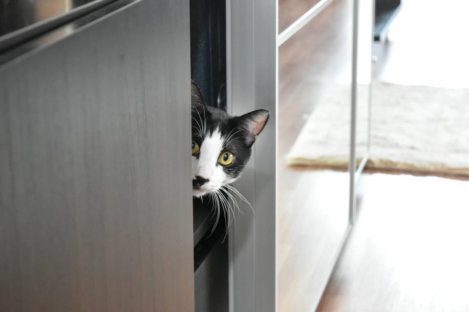 Кошка на шкафу. Котик в шкафу. Шкаф с кошечкой. Кошка под шкафом. Песня кошки кошки на шкафах