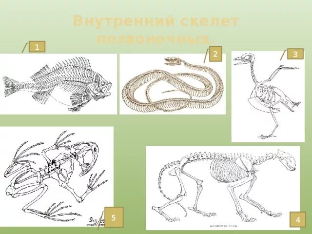 Прочный внутренний скелет