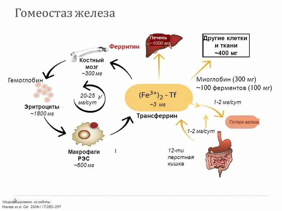 Гемоглобин ферритин трансферрин. Нормы гемоглобина, ферритина, железо. Железо ферритин трансферрин. Гемоглобин ферритин железо показатели. Распад железа