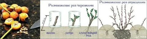 Как укоренить черенок садовой розы