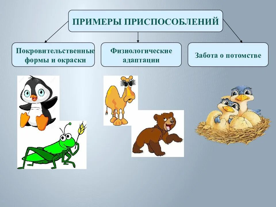 Приспособление организмов. Примеры приспособления организмов к среде. Примеры приспособленности организмов. Примеры приспособленности организмов к среде.