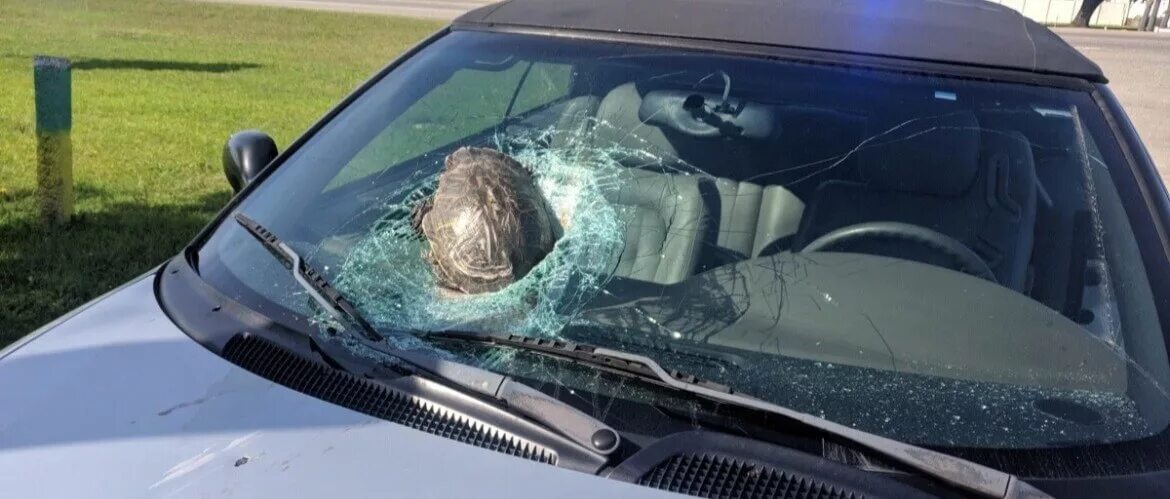 Разбитое лобовое стекло. Разбитое автомобильное стекло. Камень в лобовое стекло. Попадание камня в лобовое стекло.