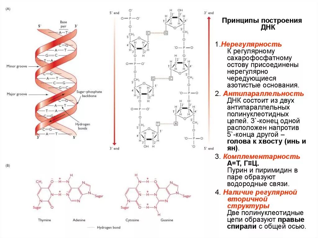 Образование структуры днк. Антипараллельность молекулы днк это. строение днк антипараллельность. антипараллельная структура днк. антипараллельность цепей днк 5 и 3.