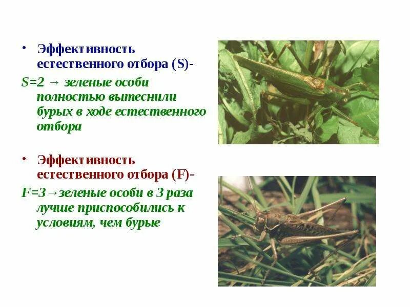 Презентация на тему "Дарвинизм" - биология, презентации