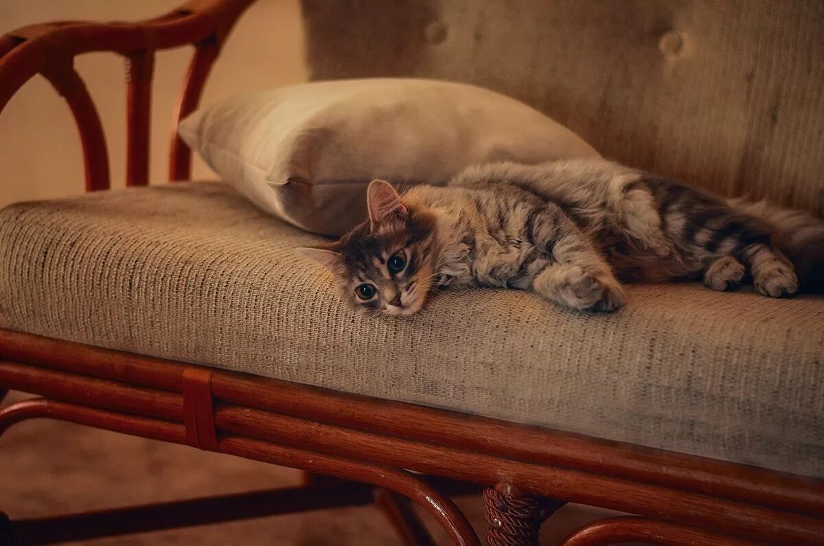 Как писать кошка на диван. Диван кошка. кот на диване. коты на диване. кот лежит на диване.