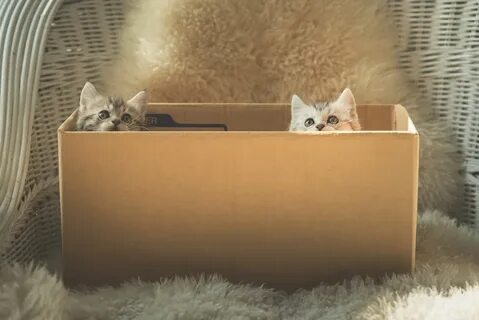 Кот в которой коробке