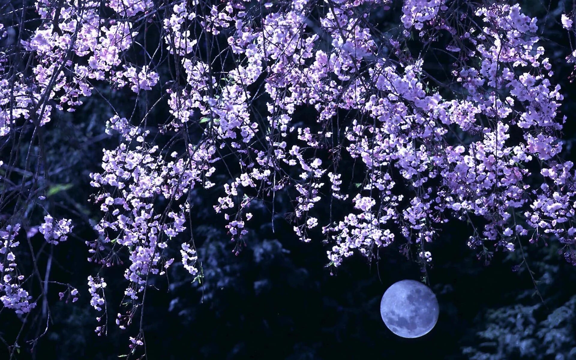 Blossom in my moonlight