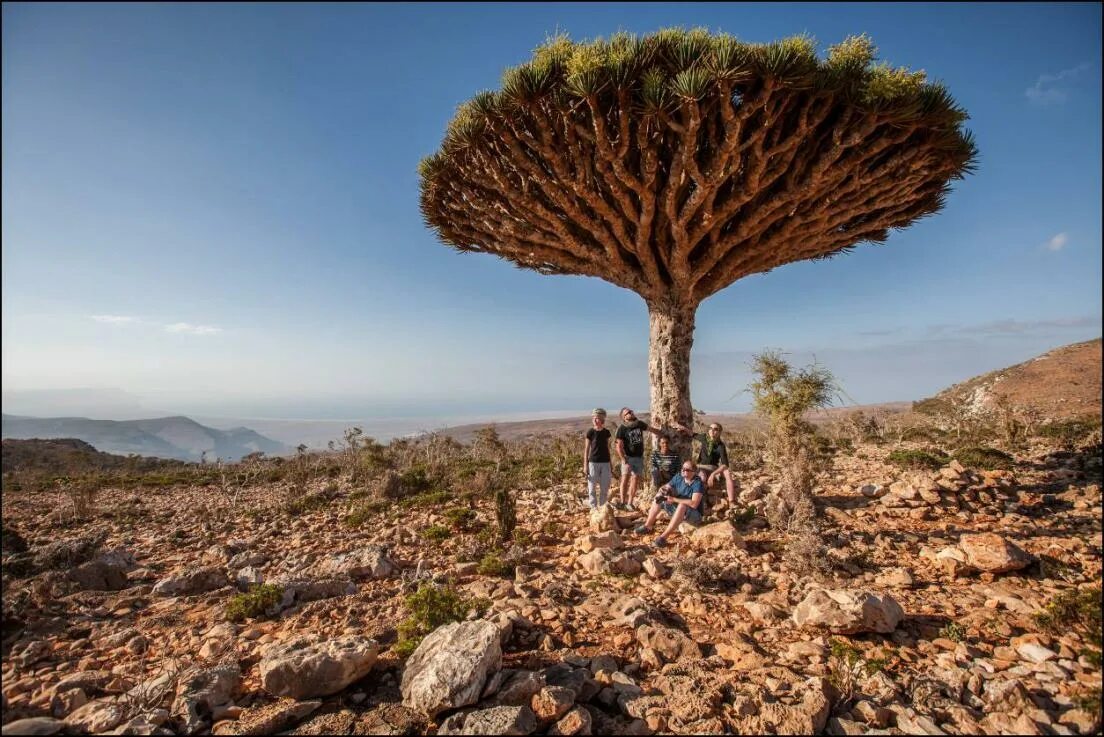 Драконово дерево где. Деревья острова Сокотра Йемен. Сокотра Драконово дерево. Драконовые деревья на острове Сокотра. Эндемик-дерево острова Сокотра.