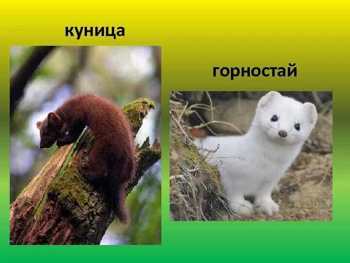 Чем отличается куница от. Горностай и куница. куница ласка горностай. куница и горностай горностай отличия. куница и ласка.