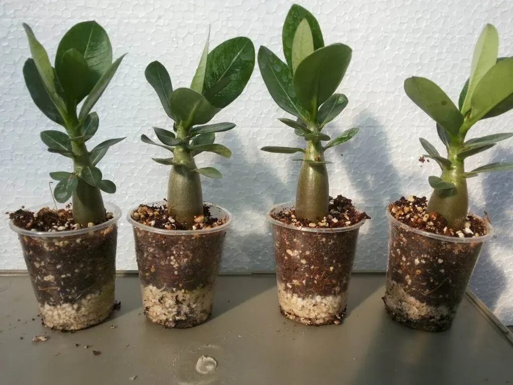 Адениум суккулент. Адениум (Adenium). Адениум гиацинт. Адениум арабикум сеянцы. Какой грунт нужен адениуму